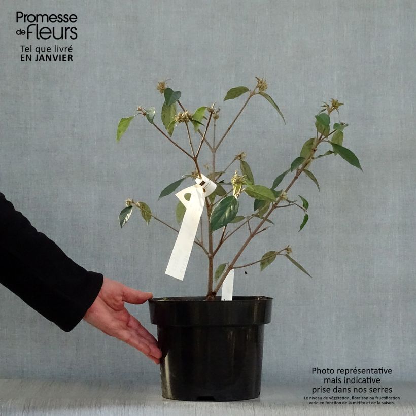 Viburnum  utile Eskimo 4L/5L pot sample as delivered in winter