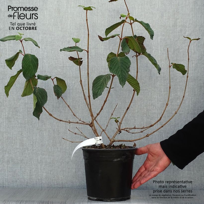 Viburnum plicatum Mariesii Great Star 4L/5L pot sample as delivered in autumn