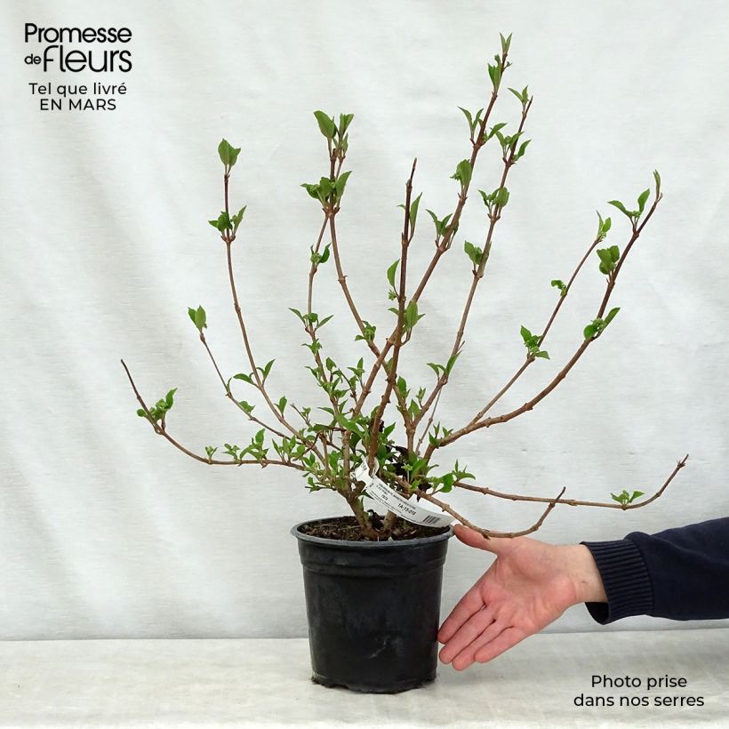 Viburnum plicatum Mariesii Great Star 4L/5L pot sample as delivered in spring