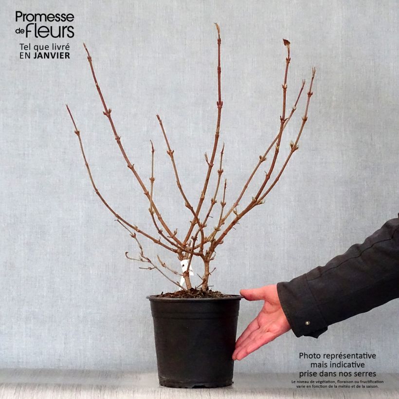 Viburnum plicatum Mariesii Great Star 4L/5L pot sample as delivered in winter