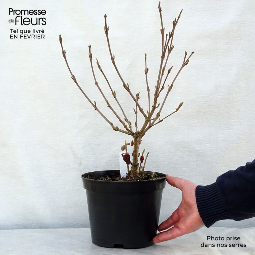 Viburnum carlesii Aurora 3L/4L pot sample as delivered in winter