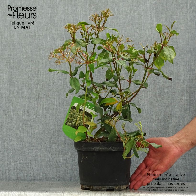 Viburnum globosum Jermyns Globe 3L/4L pot sample as delivered in spring