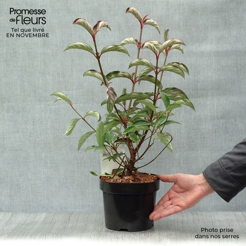 Viburnum hillieri Winton 3L/4L pot sample as delivered in autumn
