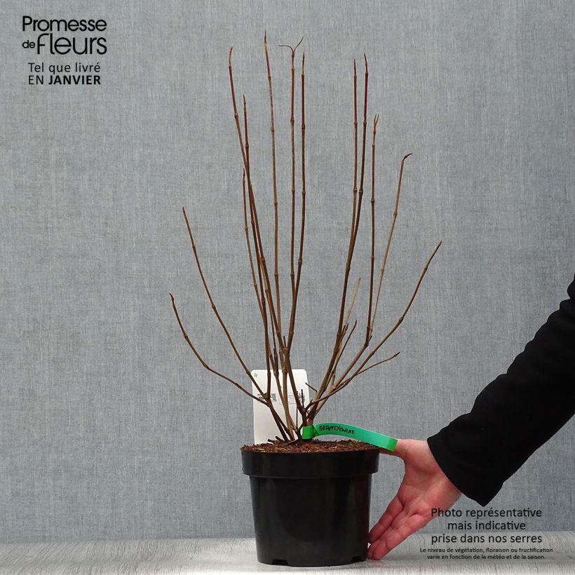 Viburnum nudum Brandywine 2L/3L pot sample as delivered in winter