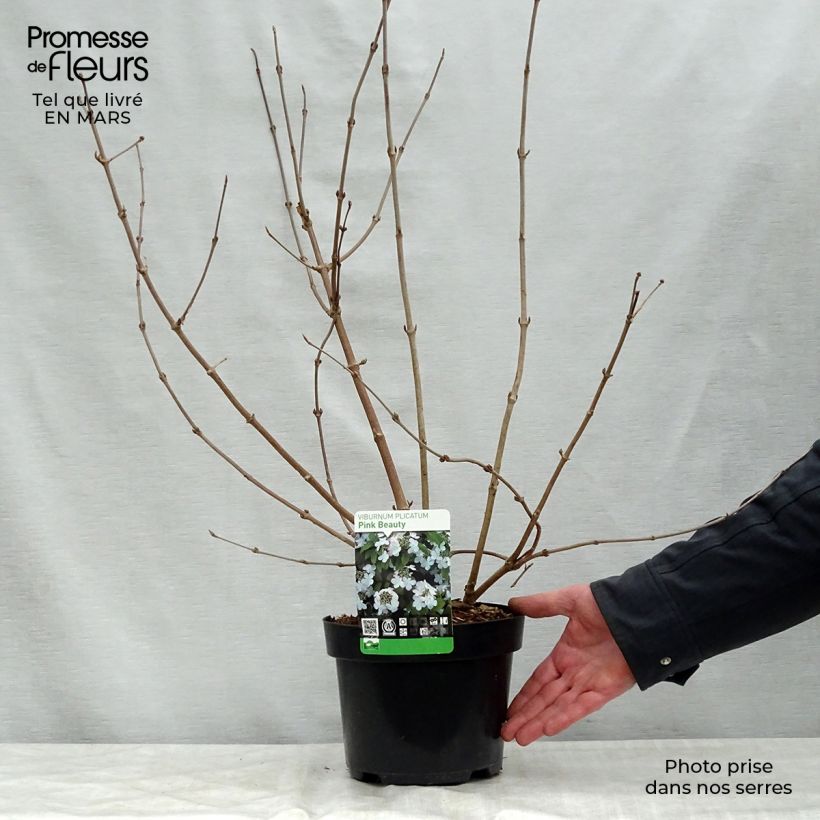 Viburnum plicatum Pink Beauty 2L/3L pot sample as delivered in spring