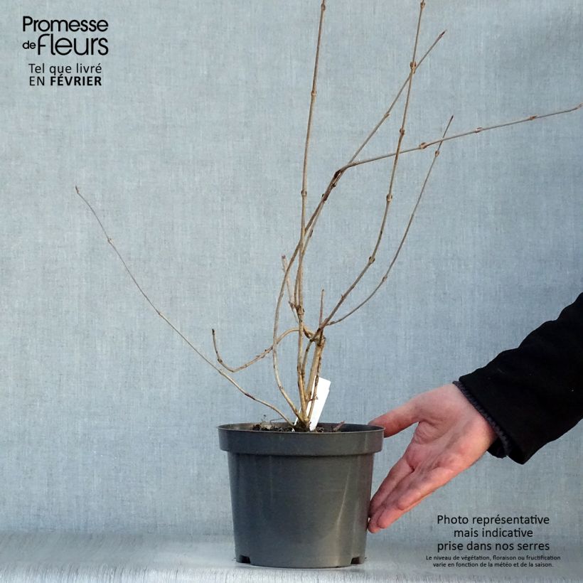 Viburnum plicatum Pink Beauty 2L/3L pot sample as delivered in winter