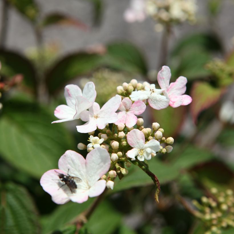 Viburnum plicatum Pinkawai® (Flowering)
