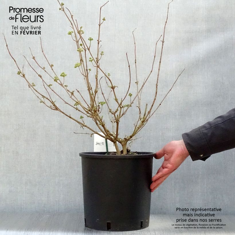 Viburnum plicatum Popcorn 7.5L/10L pot sample as delivered in winter