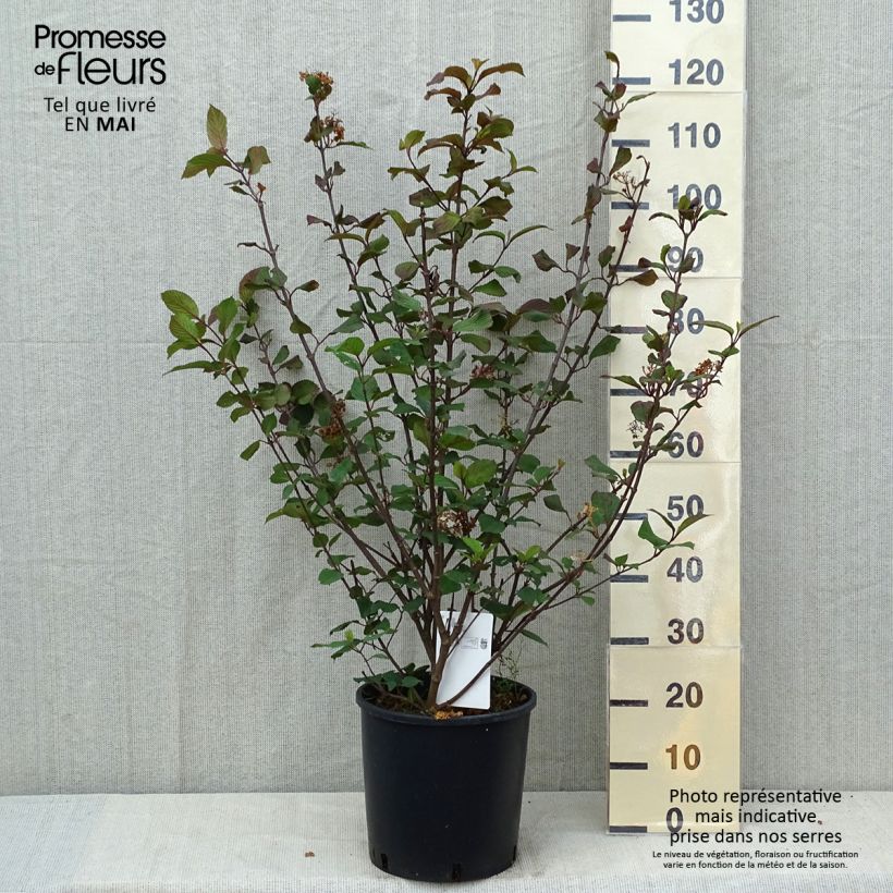 Viburnum plicatum Popcorn 7.5L/10L pot sample as delivered in spring
