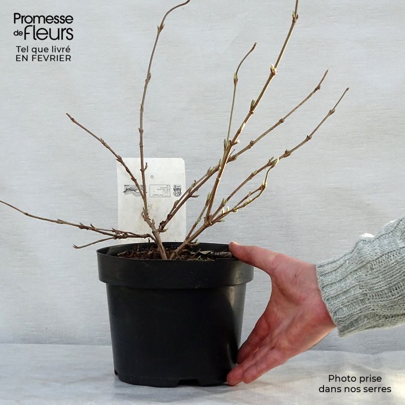 Viburnum plicatum Popcorn 3L/4L pot sample as delivered in winter