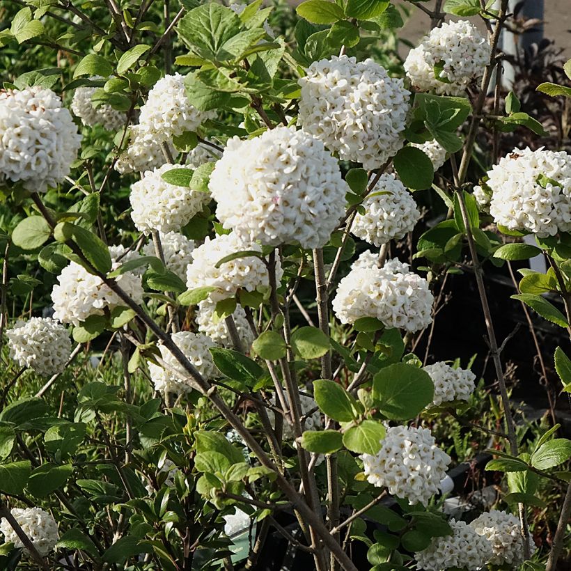 Viburnum x carlcephalum (Flowering)