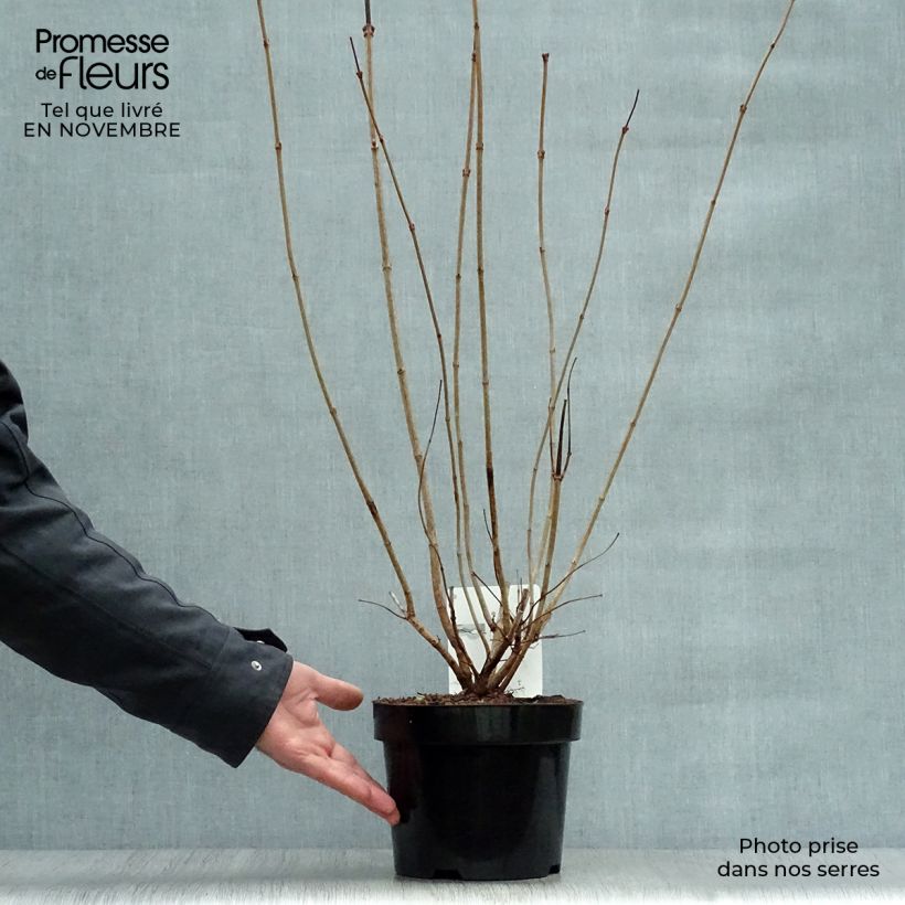 Snowball Viburnum - Viburnum opulus Roseum 2L/3L pot sample as delivered in autumn