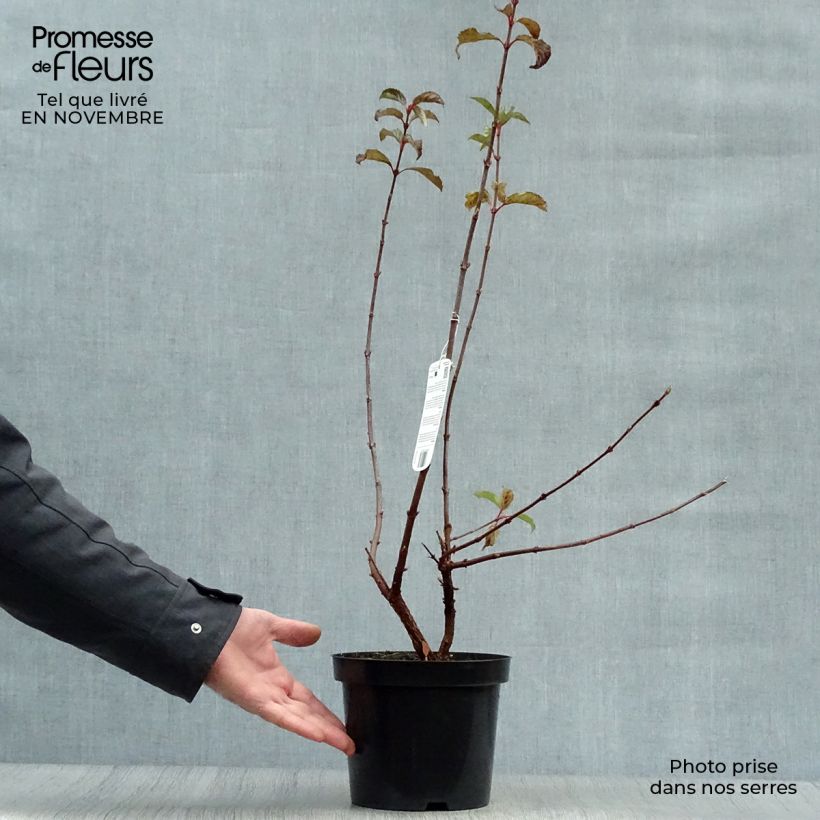 Viburnum bodnantense Dawn 2L/3L pot sample as delivered in autumn