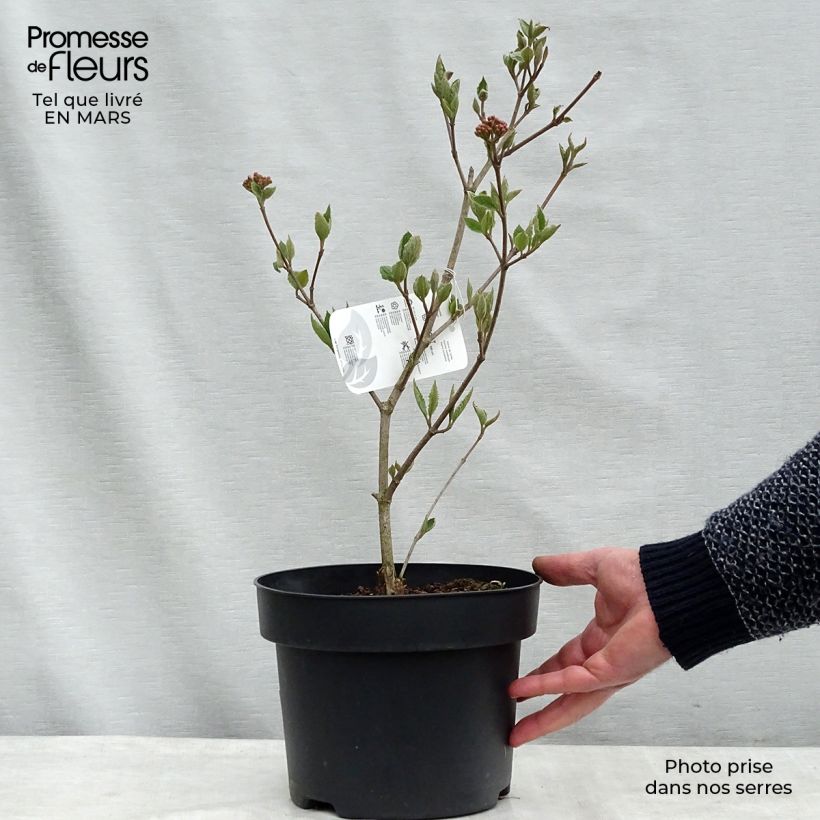 Viburnum carlesii Caprifoliaceae 4L/5L pot sample as delivered in spring