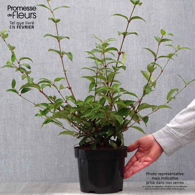 Viburnum plicatum Kilimanjaro Sunrise 2L/3L pot sample as delivered in autumn