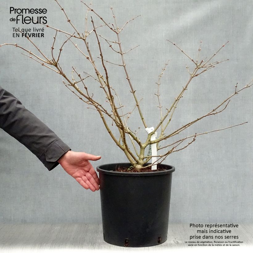 Viburnum plicatum Mariesii 7.5L/10L pot sample as delivered in winter