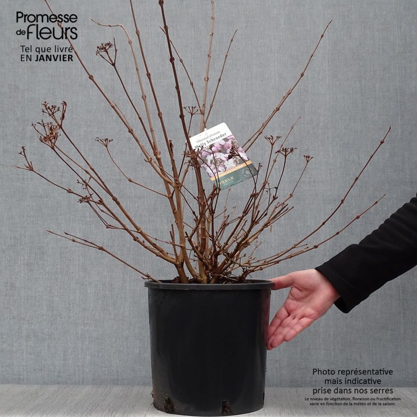 Viburnum plicatum f. tomentosum Molly Schroeder 7.5L/10L pot sample as delivered in winter