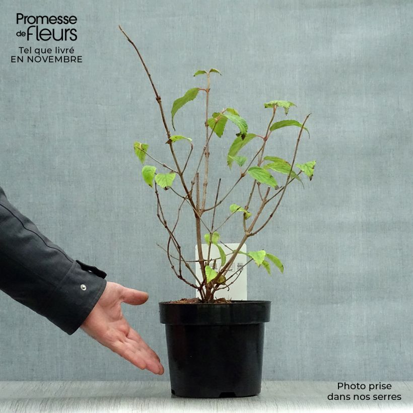 Viburnum plicatum mariesii Shasta 3L/4L pot sample as delivered in autumn