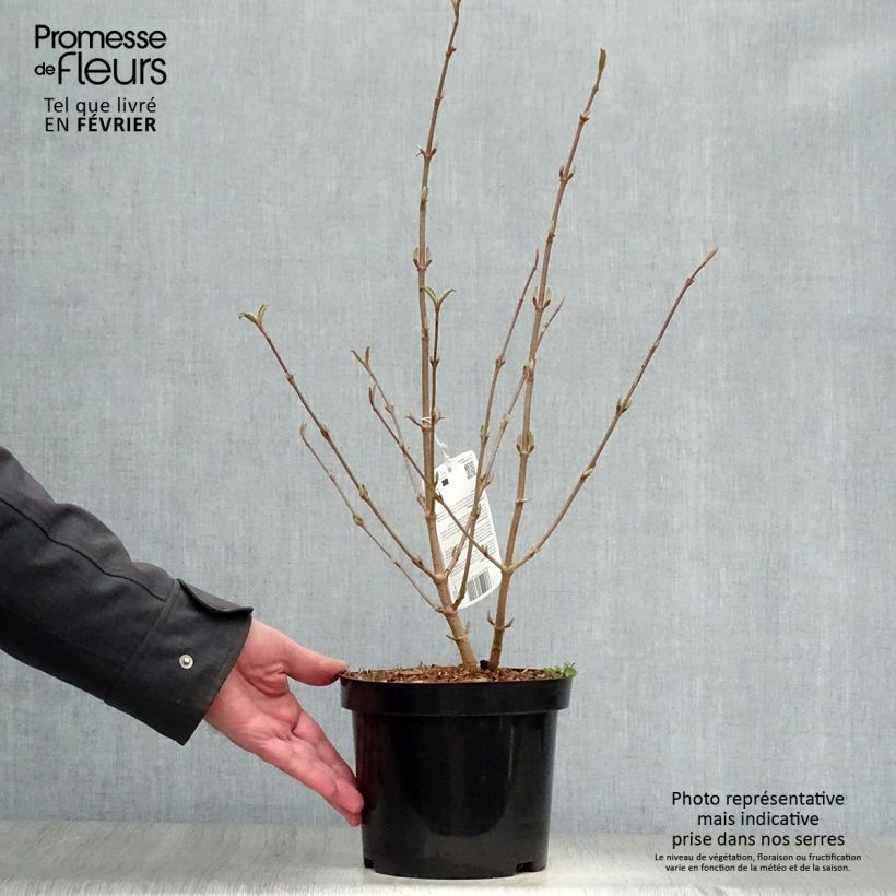 Viburnum plicatum Tomentosum 2L/3L pot sample as delivered in winter