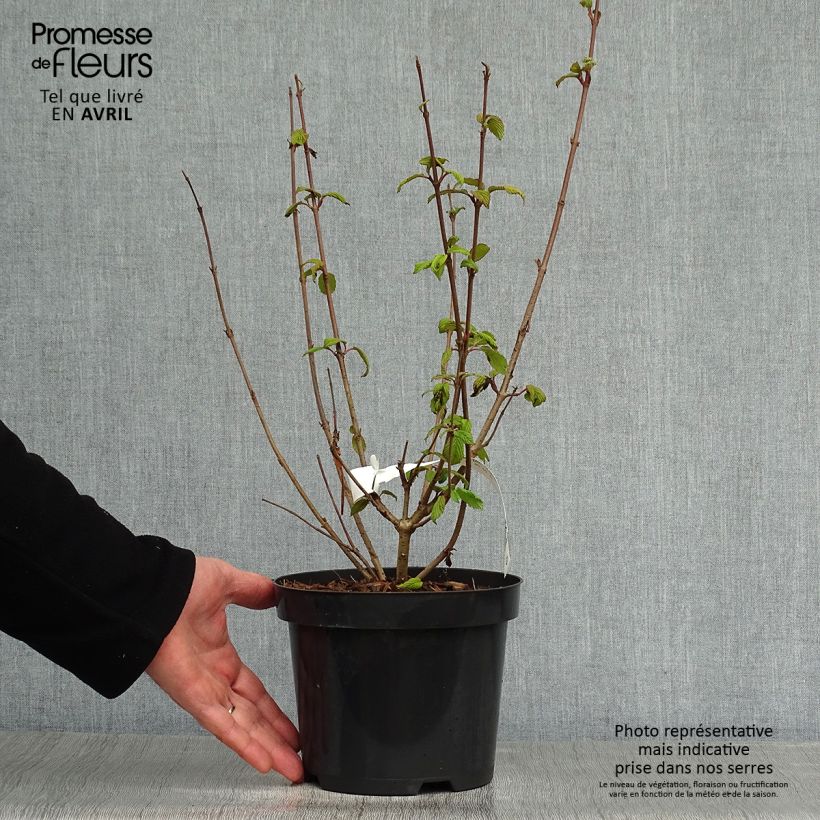 Viburnum plicatum Tomentosum 2L/3L pot sample as delivered in spring
