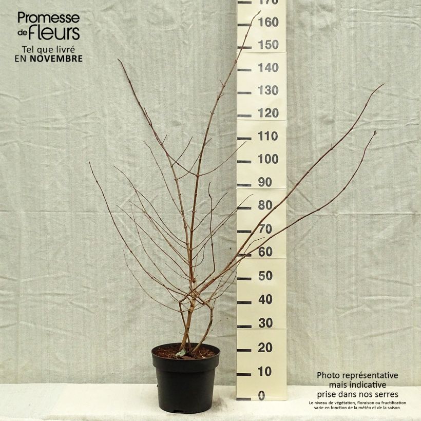 Viburnum plicatum Tomentosum 7.5L/10L pot sample as delivered in autumn