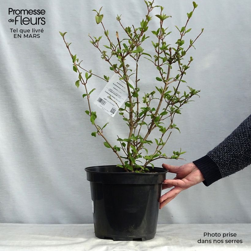 Viburnum plicatum Tomentosum 7.5L/10L pot sample as delivered in winter