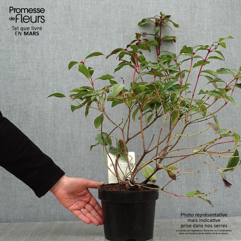 Viburnum davidii Angustifolium 3L/4L pot sample as delivered in winter
