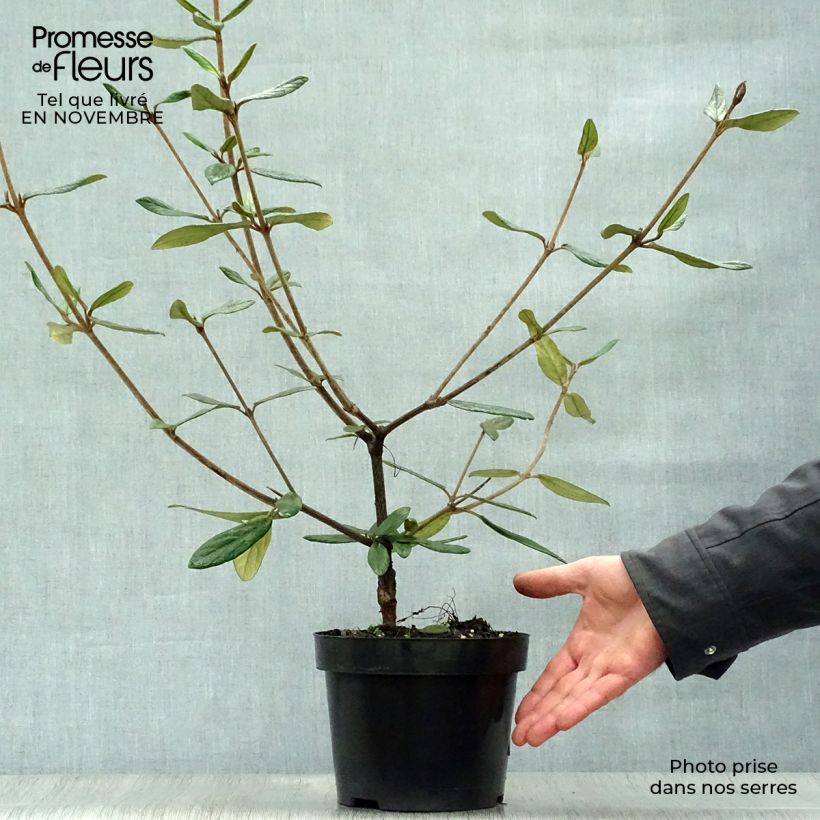 Viburnum x pragense 3L/4L pot sample as delivered in autumn