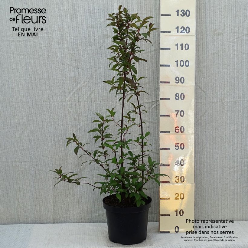 Viburnum bodnantense Dawn 6L/7L pot sample as delivered in spring