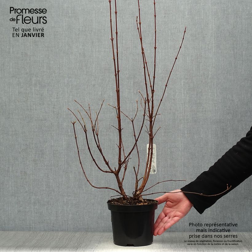 Viburnum farreri 2L/3L pot sample as delivered in winter