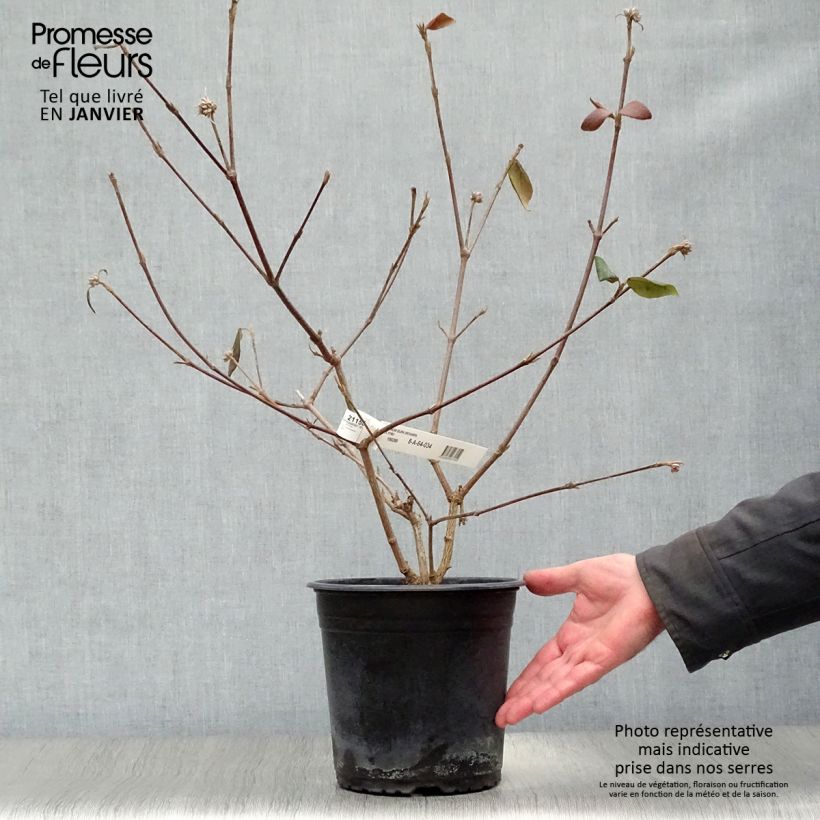 Viburnum burkwoodii Mohawk 4L/5L pot sample as delivered in winter