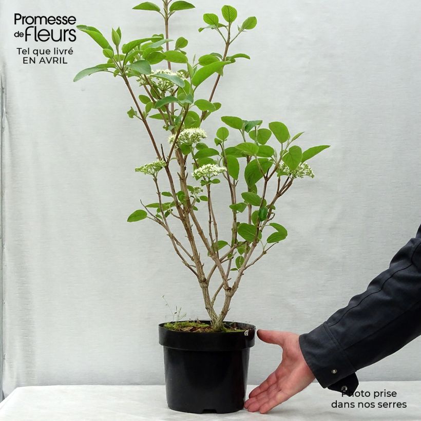 Viburnum lantana Mohican 3L/4L pot sample as delivered in spring