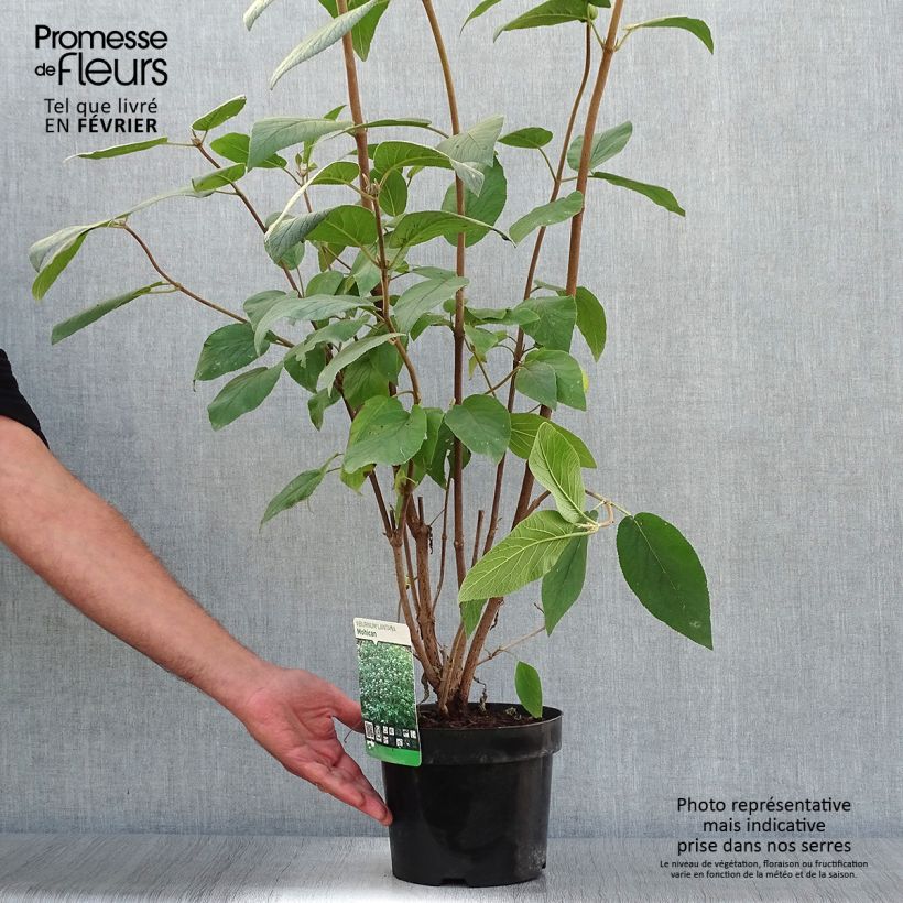 Viburnum lantana Mohican 3L/4L pot sample as delivered in autumn