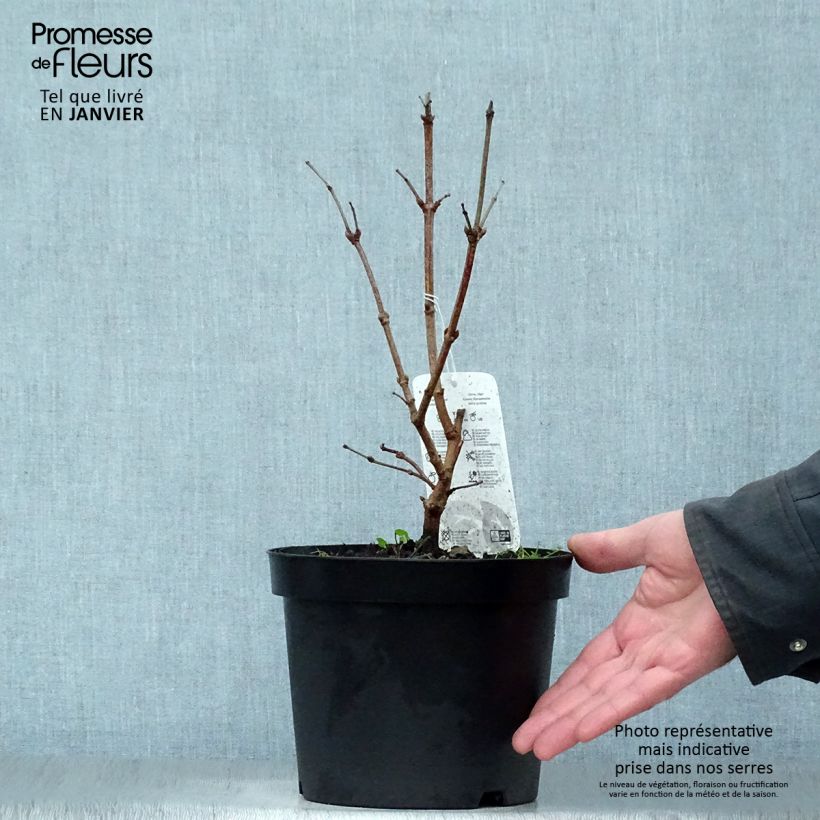 Viburnum opulus Compactum 3L/4L pot sample as delivered in winter