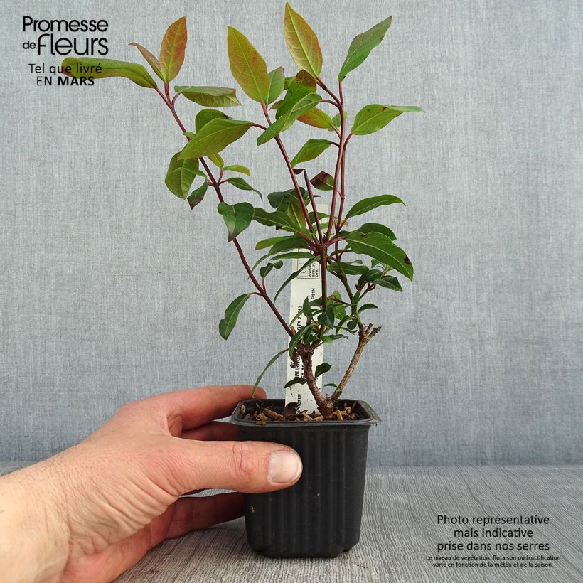 Viburnum opulus Compactum 8/9 cm pot sample as delivered in winter