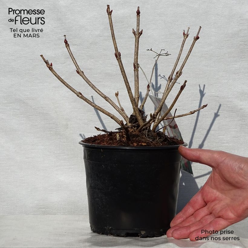 Viburnum opulus Compactum 8/9 cm pot sample as delivered in spring