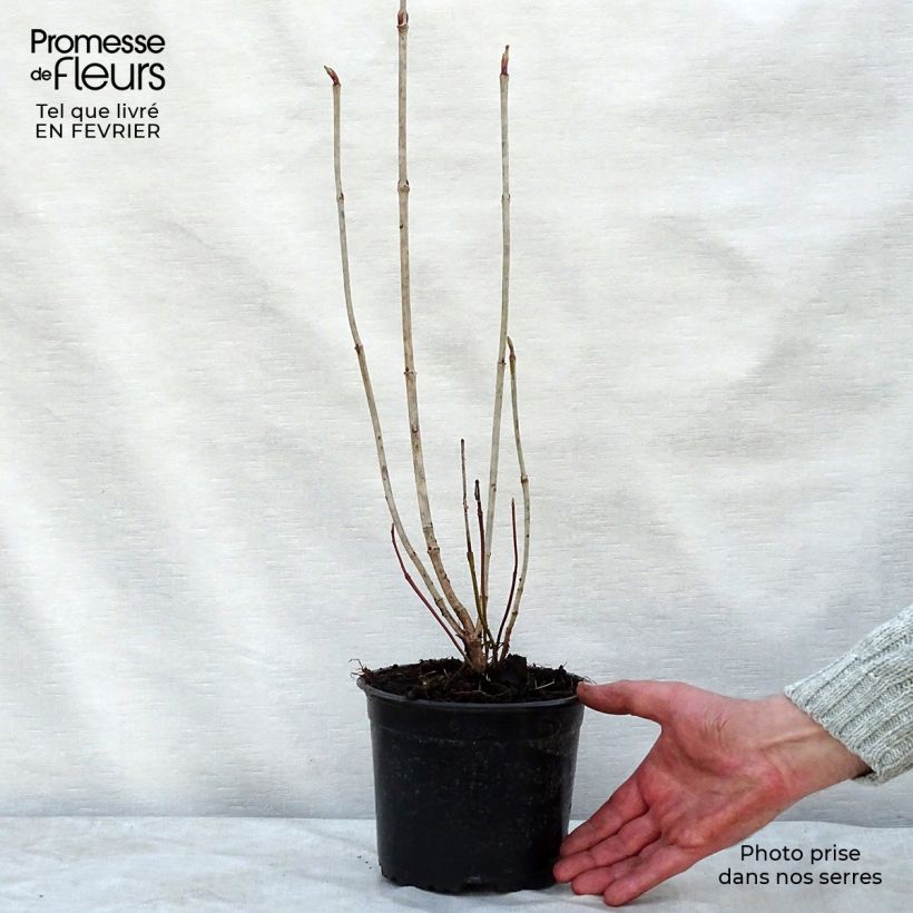 Guelder rose - Viburnum opulus 2L/3L pot sample as delivered in winter