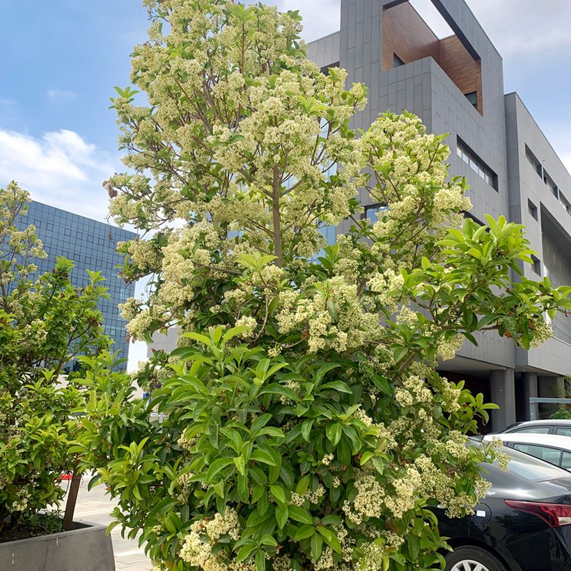Viburnum odoratissimum (Plant habit)