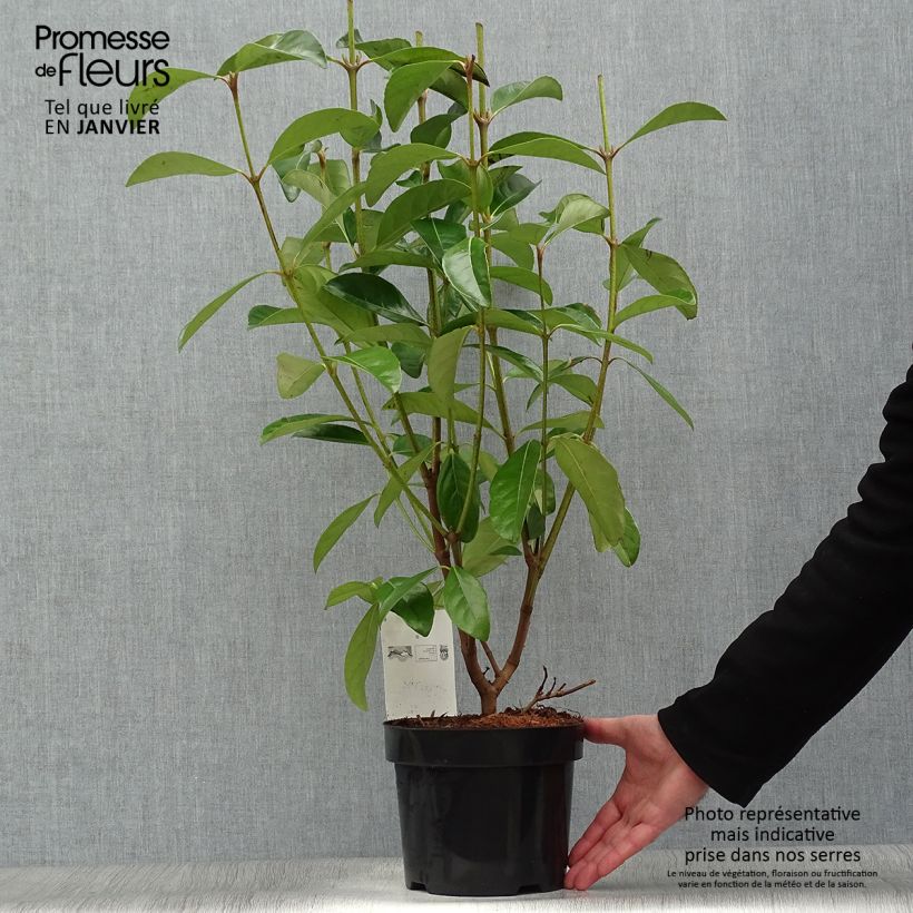 Viburnum odoratissimum  2L/3L pot sample as delivered in winter