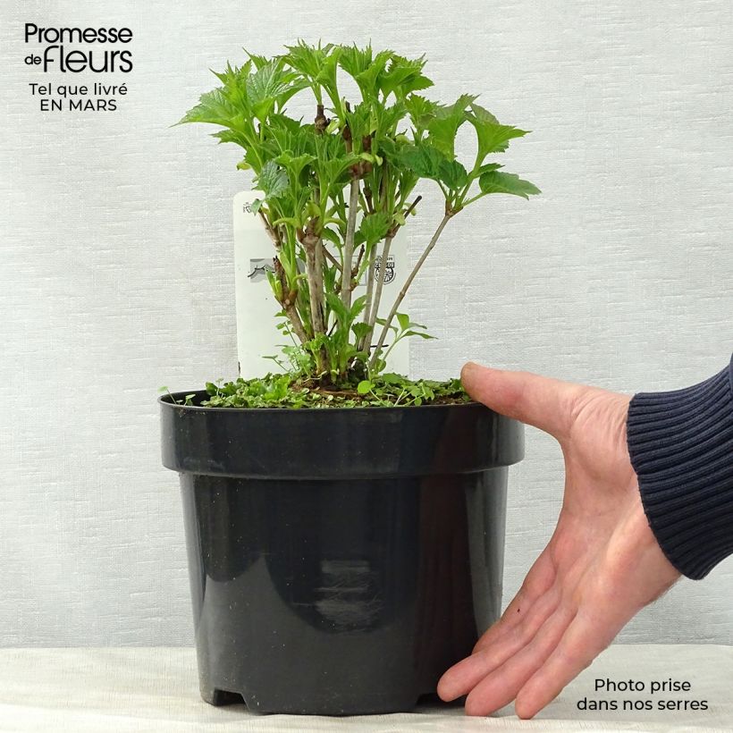 Viburnum trilobum Bailey Compact 3L/4L pot sample as delivered in spring