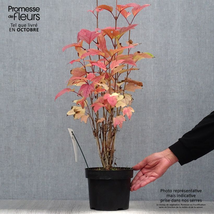 Viburnum trilobum Bailey Compact 3L/4L pot sample as delivered in autumn