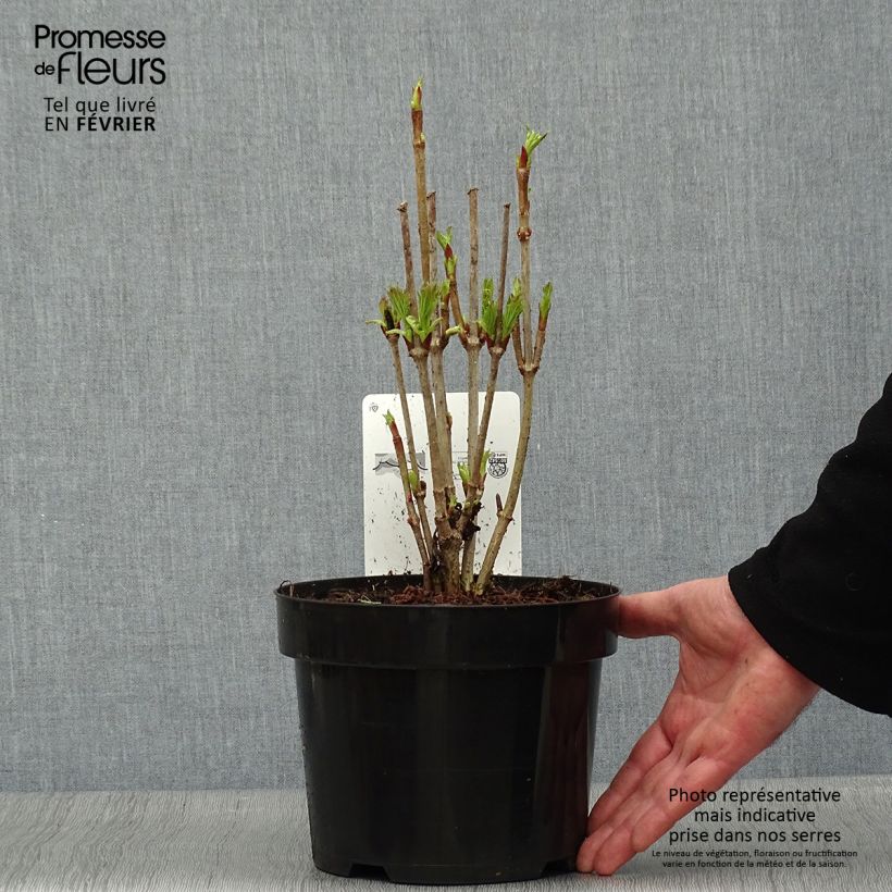 Viburnum trilobum Bailey Compact 3L/4L pot sample as delivered in winter