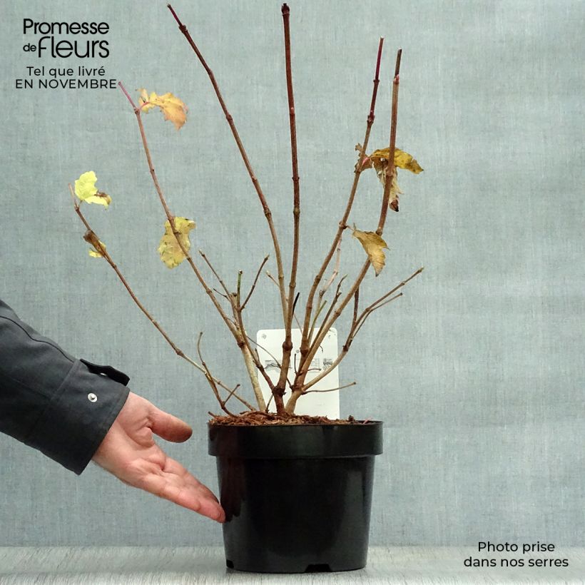 Viburnum trilobum Wentworth 3L/4L pot sample as delivered in autumn