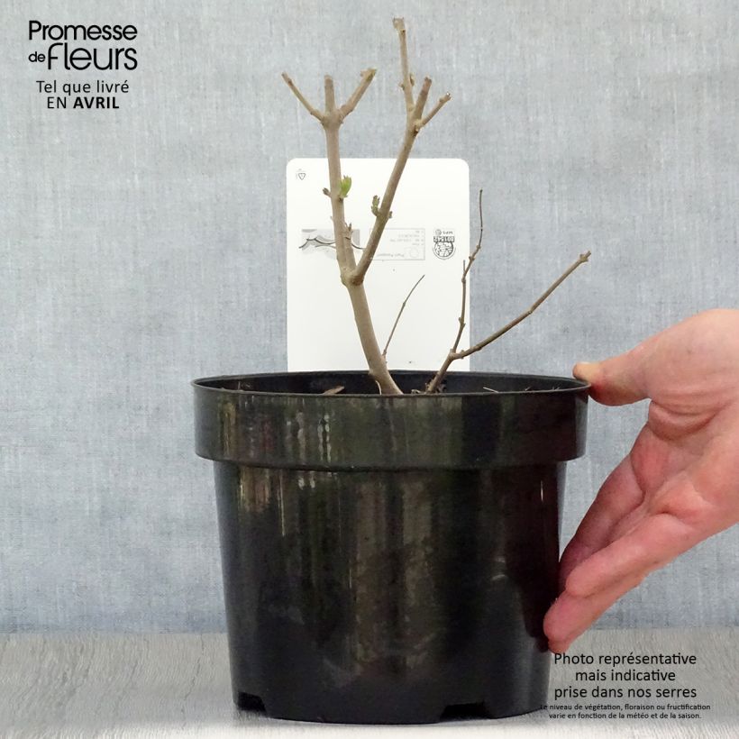 Vitex agnus-castus Albus - Chaste Tree 3L/4L pot sample as delivered in spring