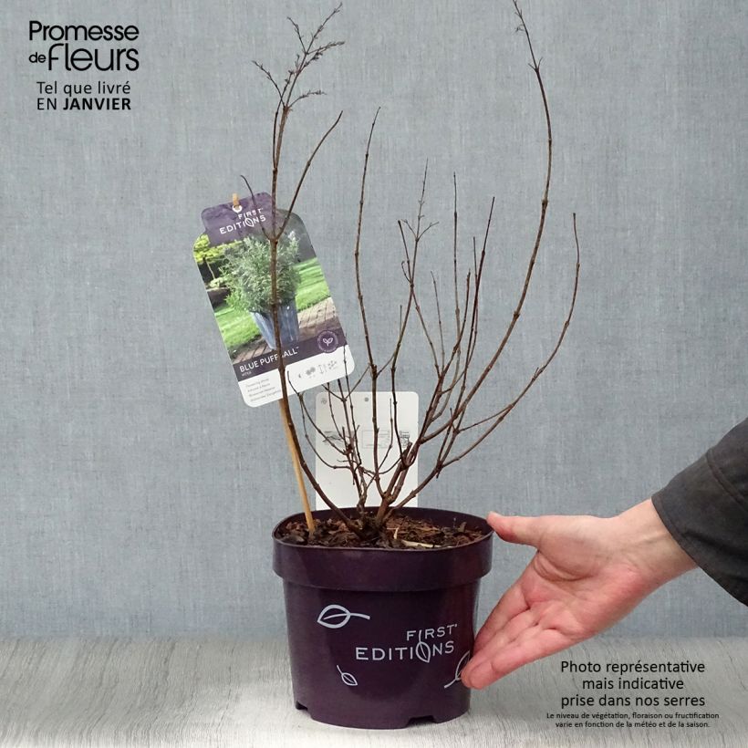 Vitex agnus-castus Blue Puffball - Chaste Tree 3L/4L pot sample as delivered in winter