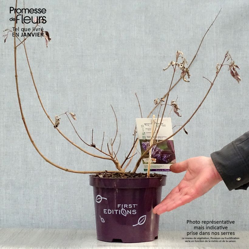 Vitex agnus-castus Flip Side - Chaste Tree 3L/4L pot sample as delivered in winter