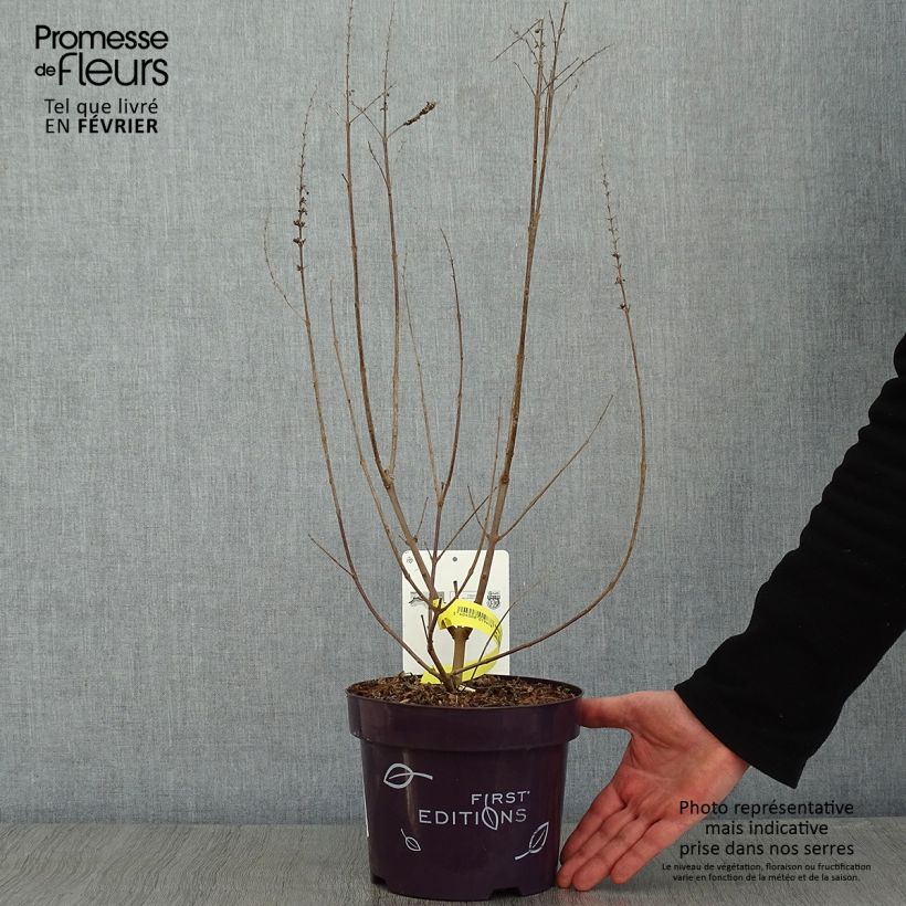 Vitex agnus-castus Galactic Pink - Chaste Tree 3L/4L pot sample as delivered in winter