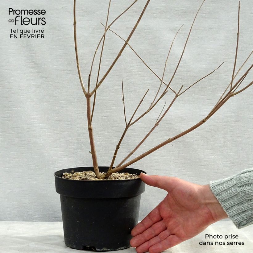 Vitex agnus-castus f. latifolia - Chaste Tree 2L/3L pot sample as delivered in winter