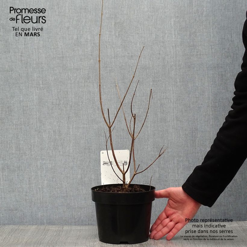 Vitex agnus-castus f. latifolia - Chaste Tree 2L/3L pot sample as delivered in spring