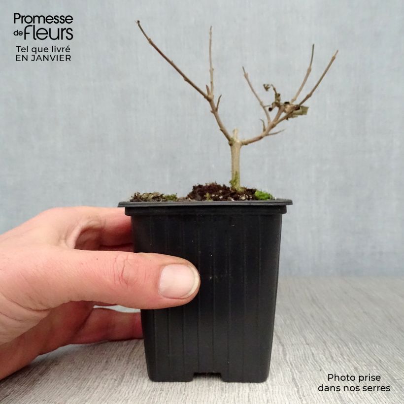 Vitex agnus-castus f. latifolia - Chaste Tree 8/9 cm pot sample as delivered in winter